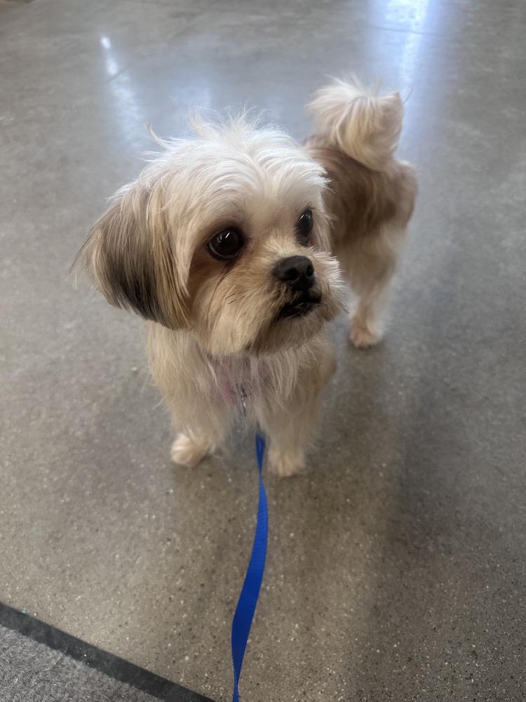 An adult small-sized female Brown / Chocolate Mixed Breed dog named Tootsie for adoption in Grand Rapids, MI
