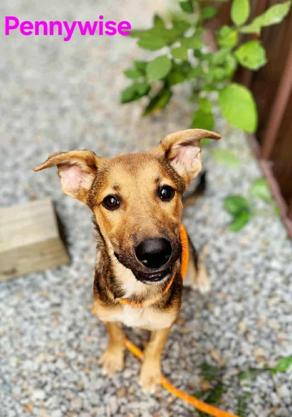 Pennywise