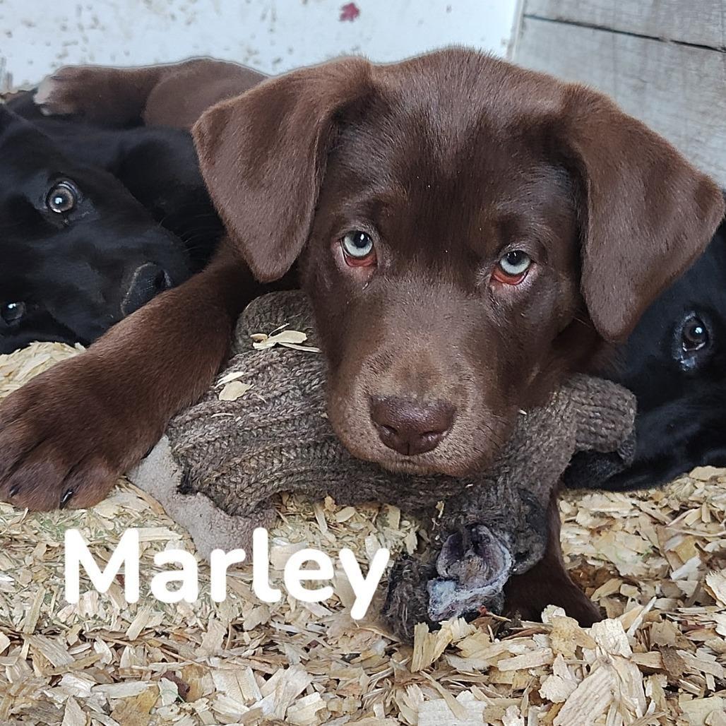 Marley