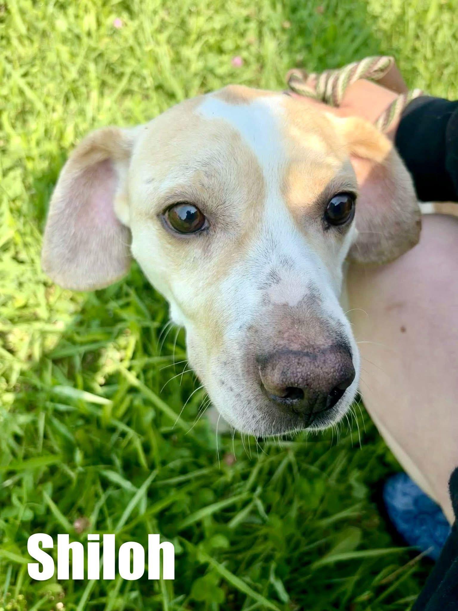 Shiloh