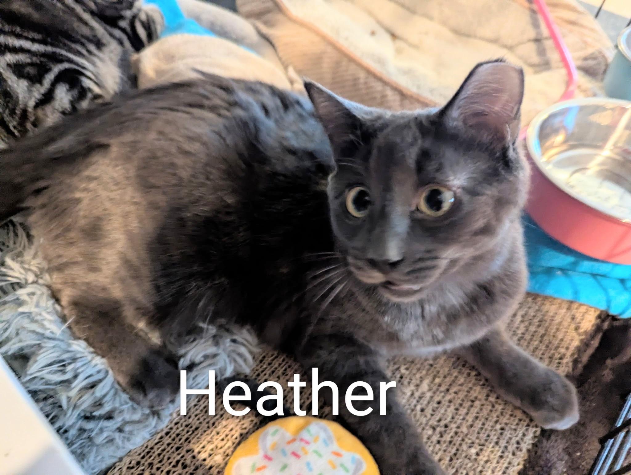 Heather