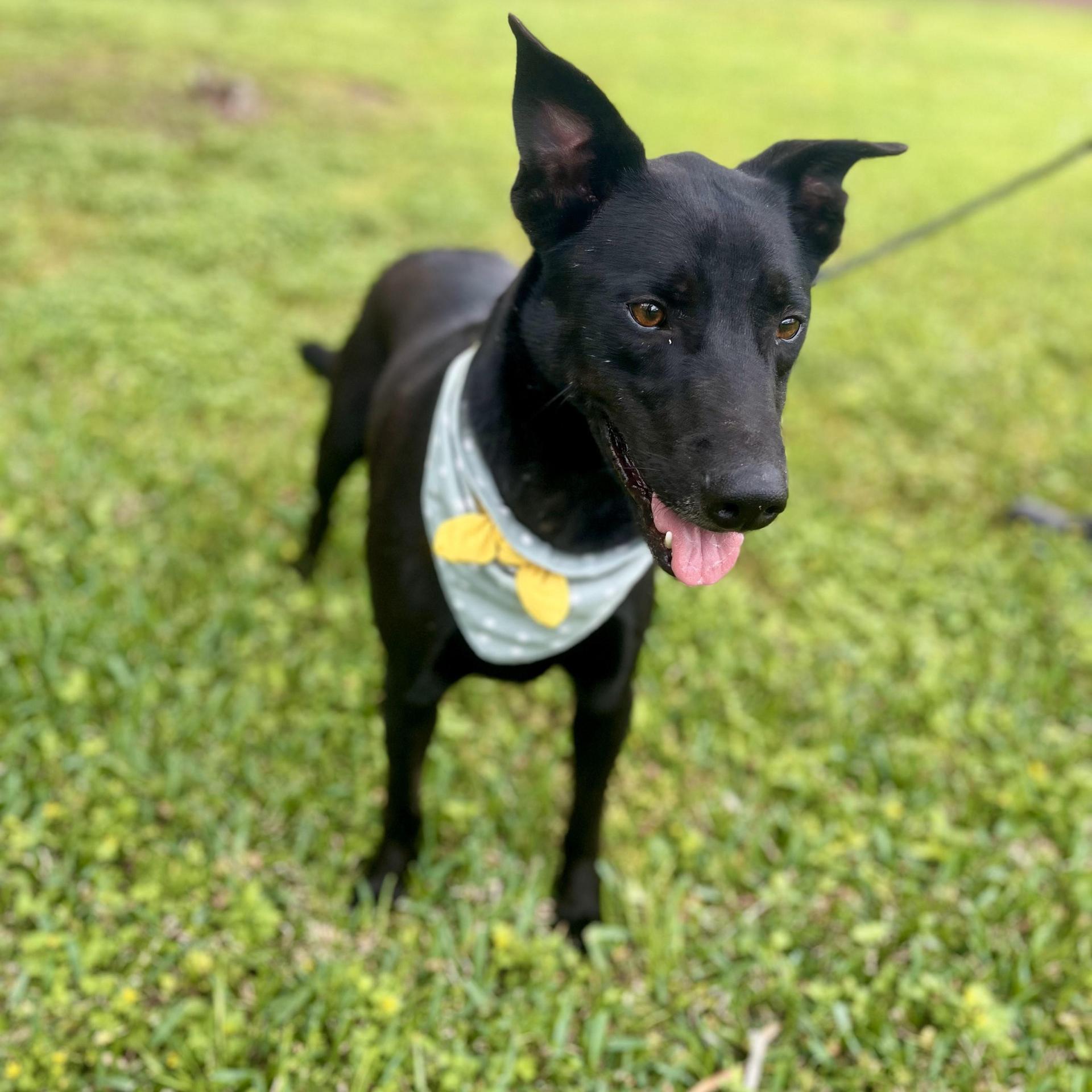 An adult medium-sized male Labrador Retriever dog named Rigatoni for adoption in angleton, TX