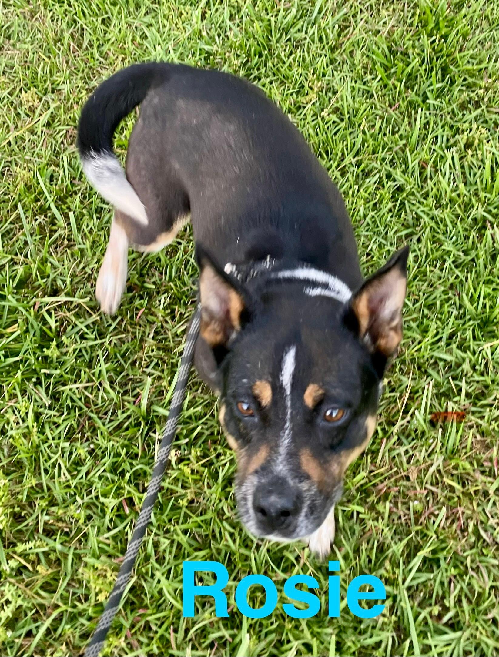 Rosie photo 1