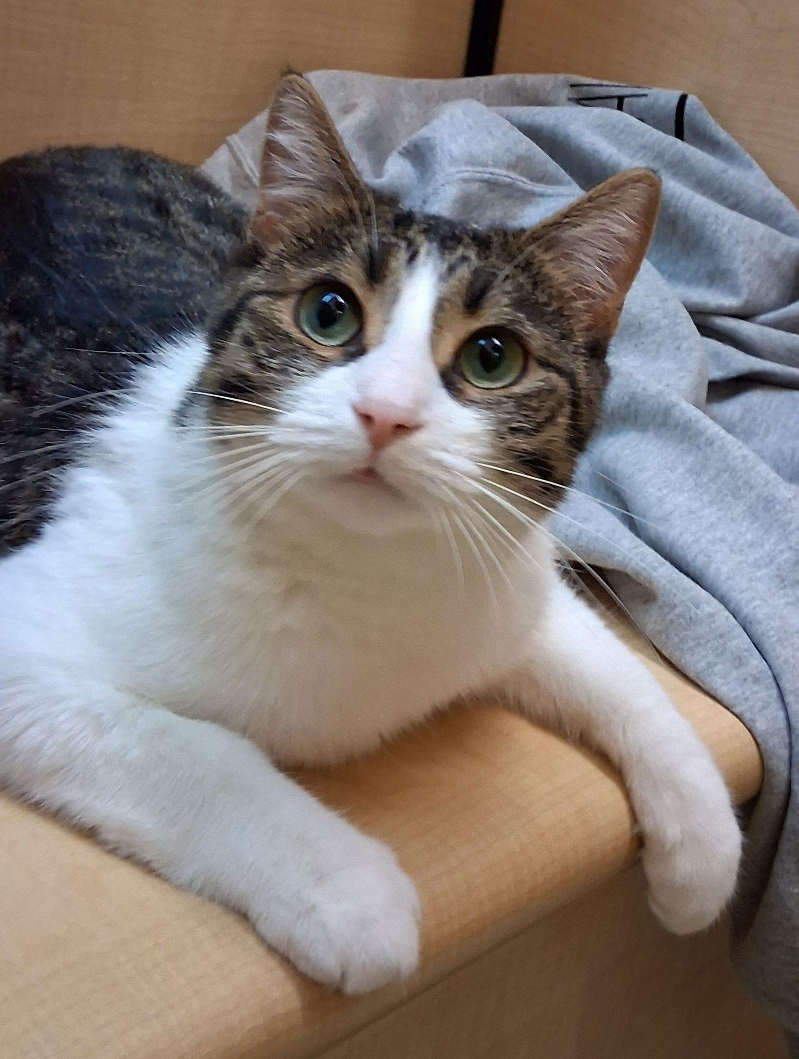 Quesadilla @ Medina Petsmart photo 1