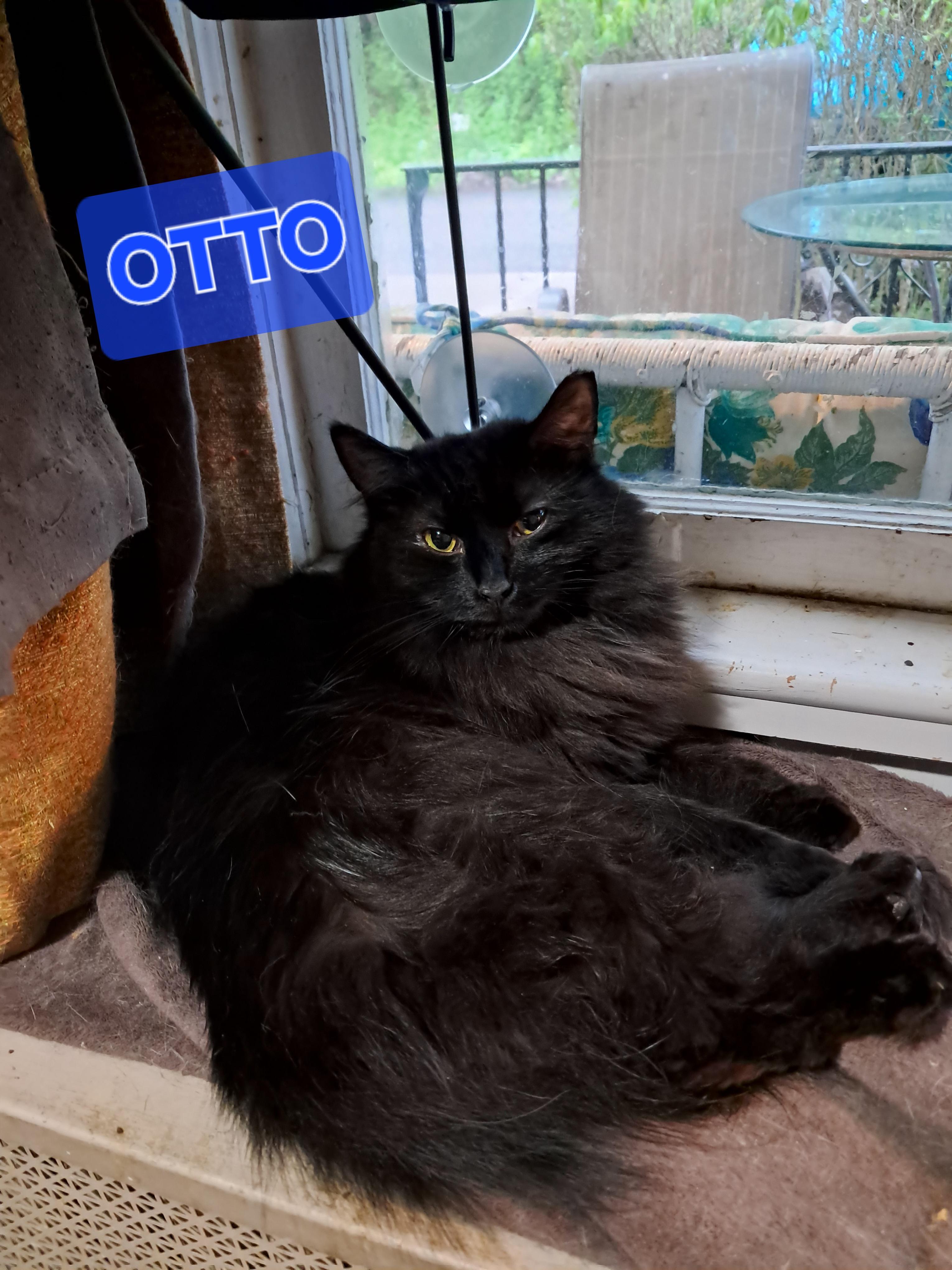 Otto
