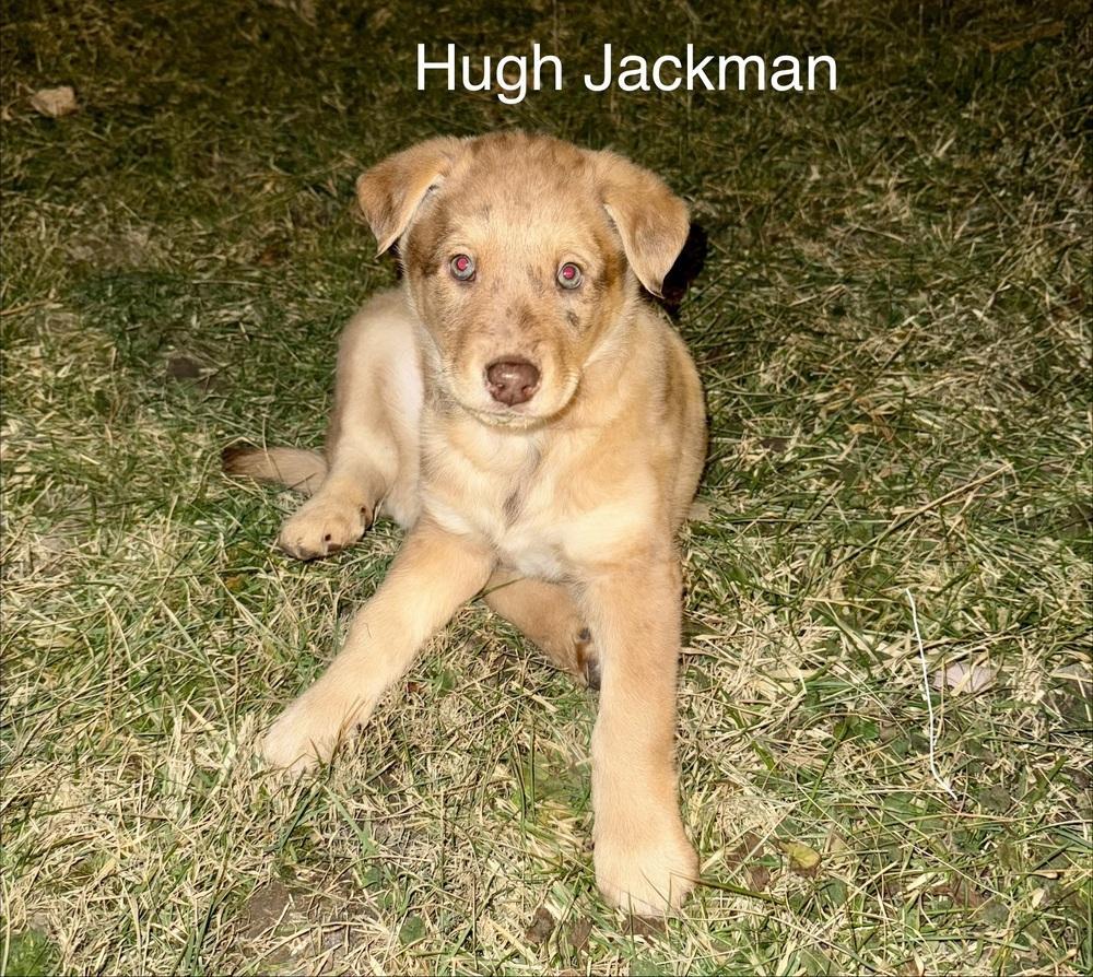 Aussie Litterhugh Jackman