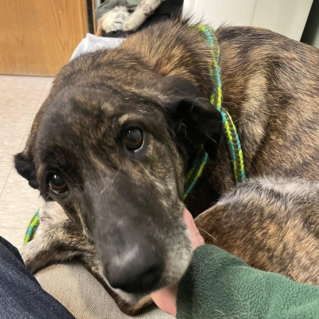 A senior large-sized male Brindle Shepherd dog named Slim Jim for adoption in Fargo, ND