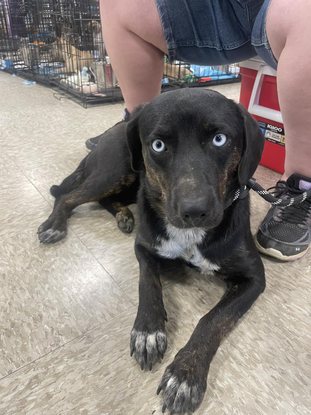 A young medium-sized female Plott Hound dog named Phoebe for adoption in Fort Worth, TX