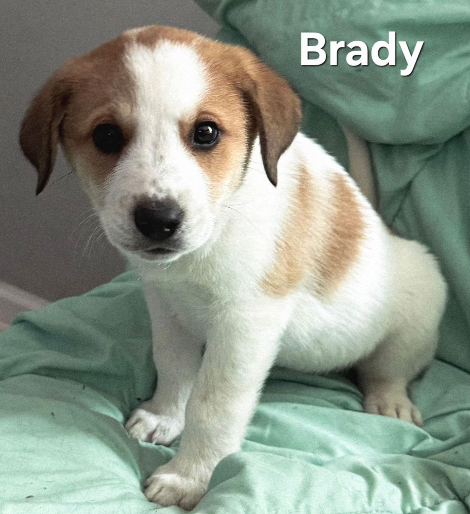 Puppy Brady