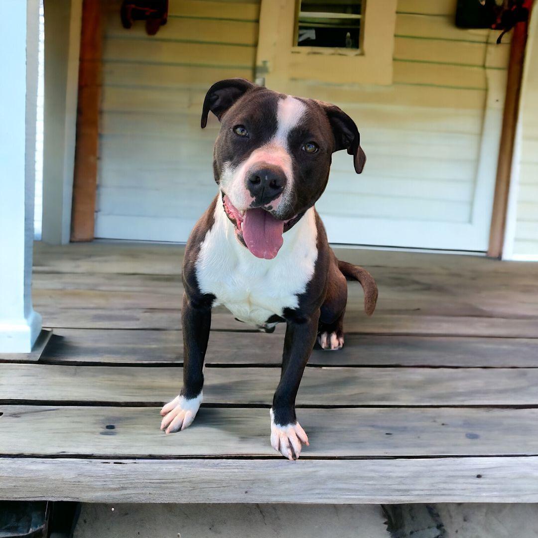 An adult medium-sized male Black Pit Bull Terrier dog named Brewster for adoption in Kenedy, TX