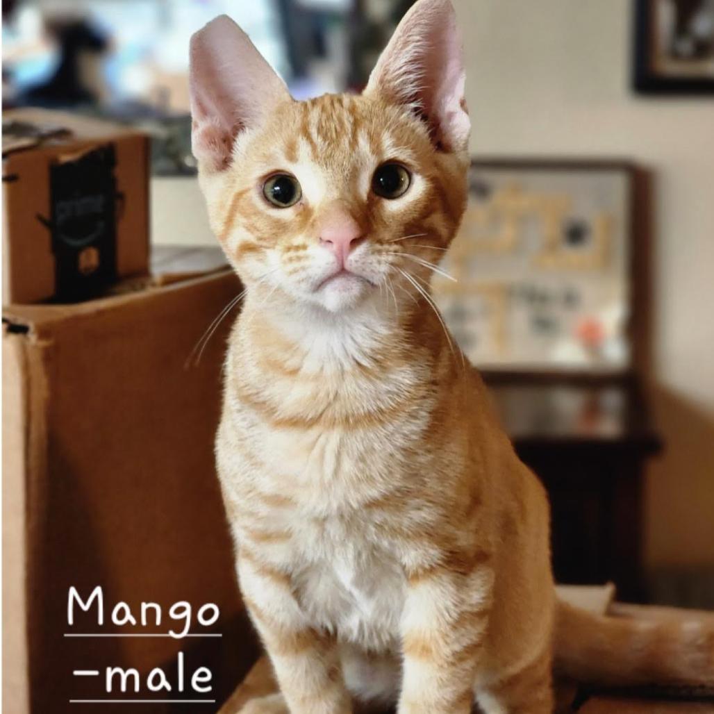 A young small-sized male Orange / Red Domestic Short Hair cat named Mango for adoption in Morgan Hill, CA