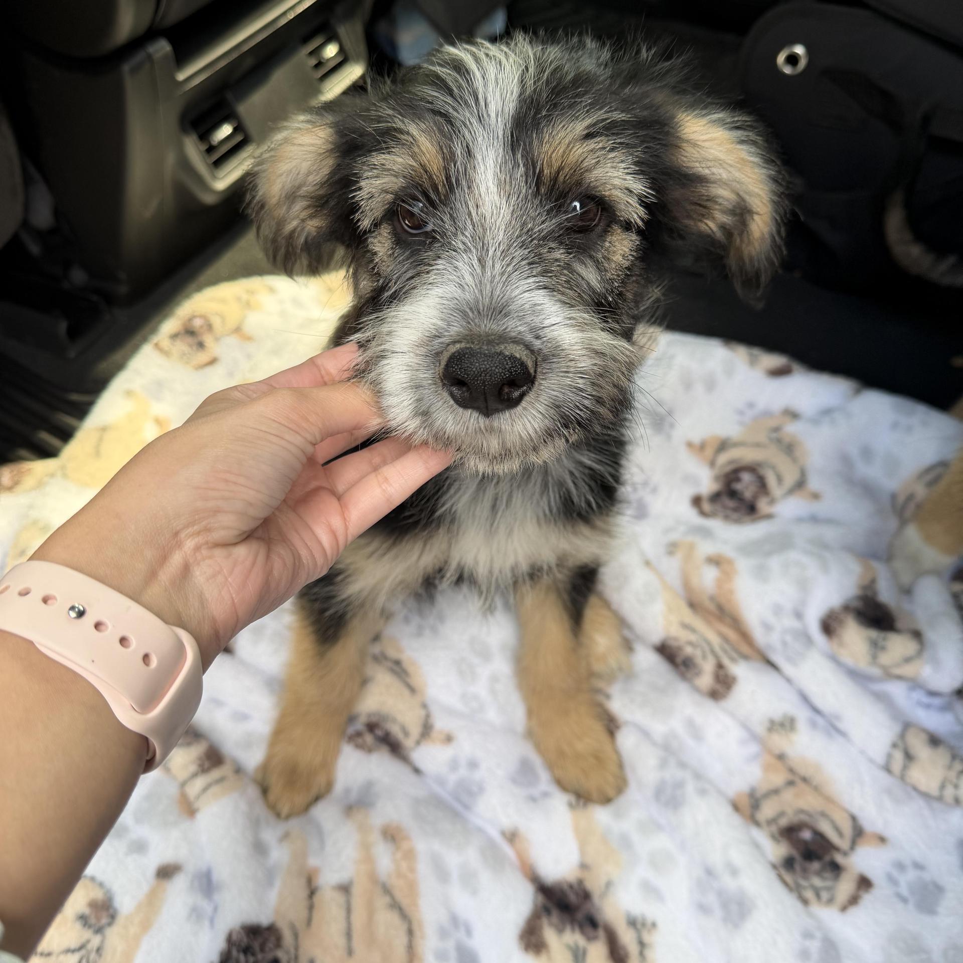 A baby medium-sized female Terrier dog named Sugar for adoption in Harlingen, TX