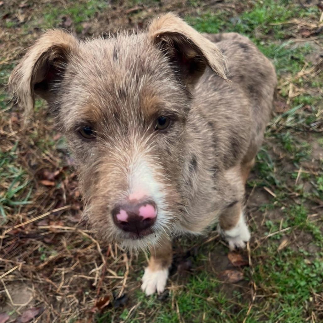 Komodo Dragon photo 1
