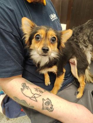 An adult small-sized female Chihuahua dog named Jill for adoption in Atlanta, GA