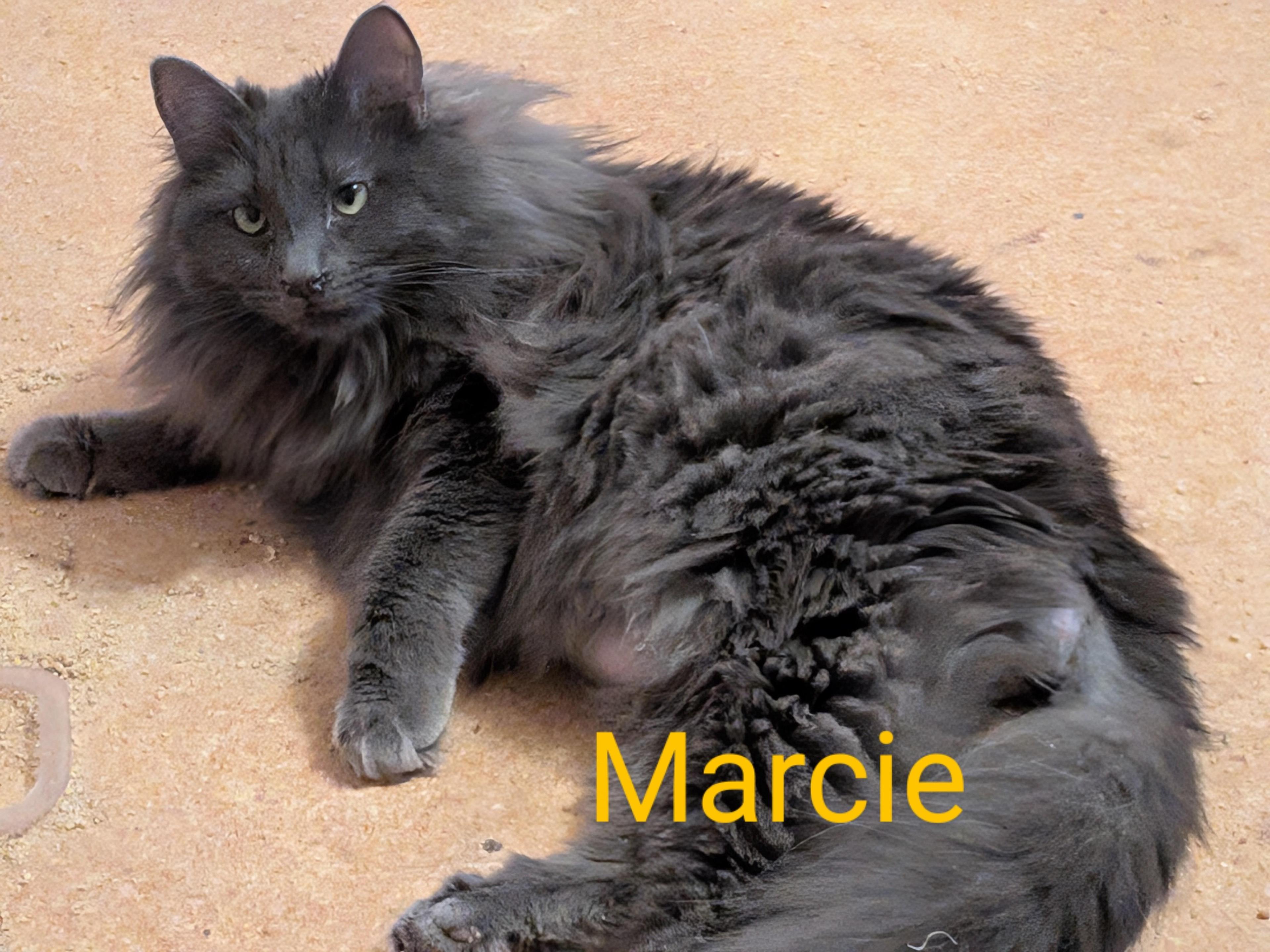 Marcie