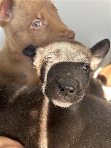 A baby small-sized male Pit Bull Terrier dog named Bob for adoption in Houston, TX