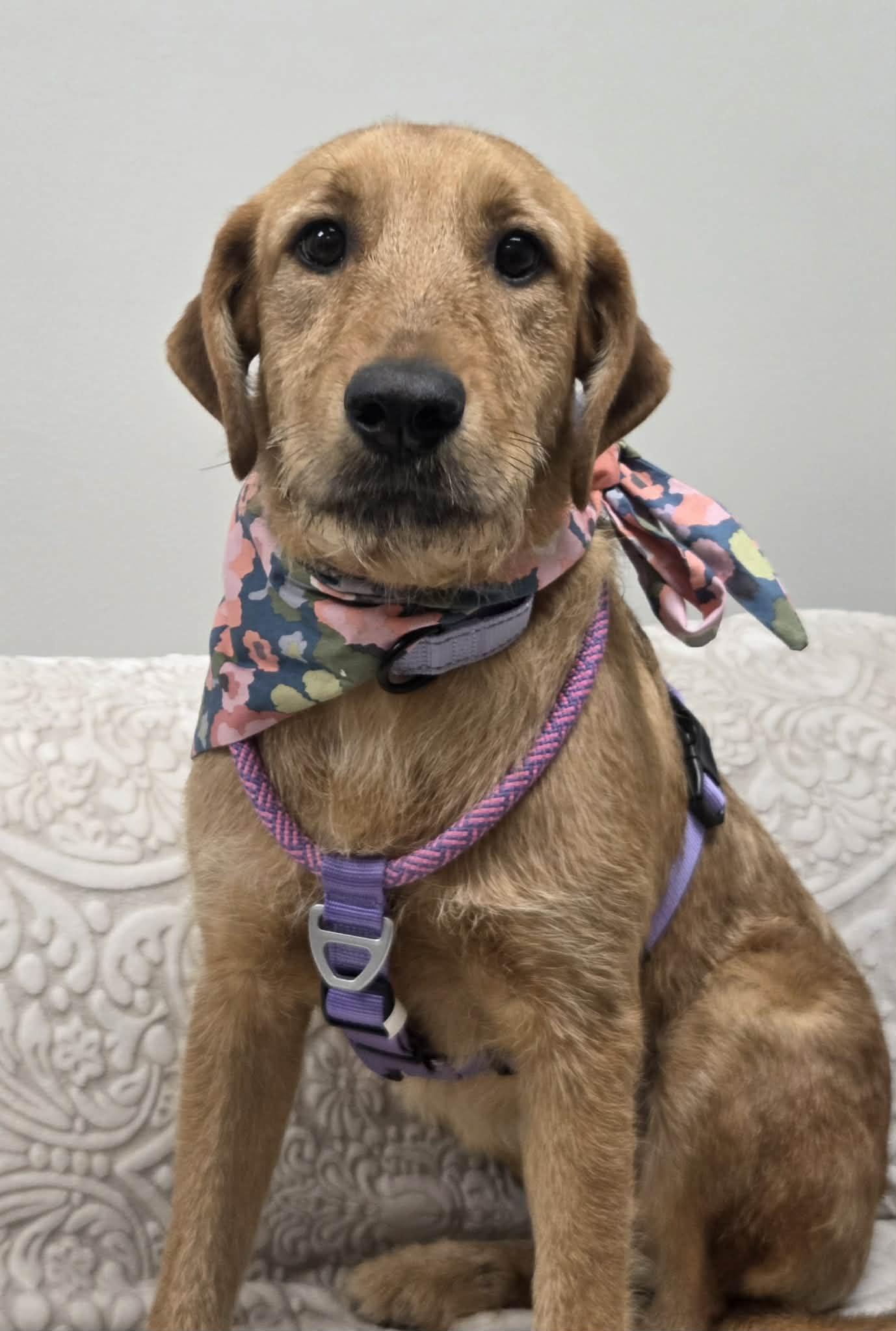 Jasmine The Wiry Terrier