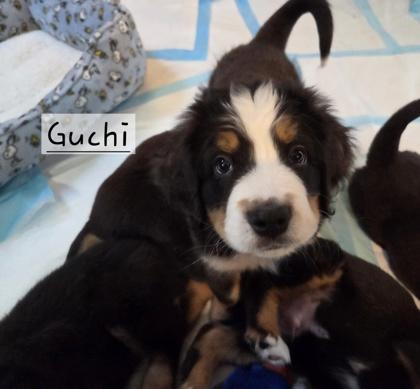 Guchi
