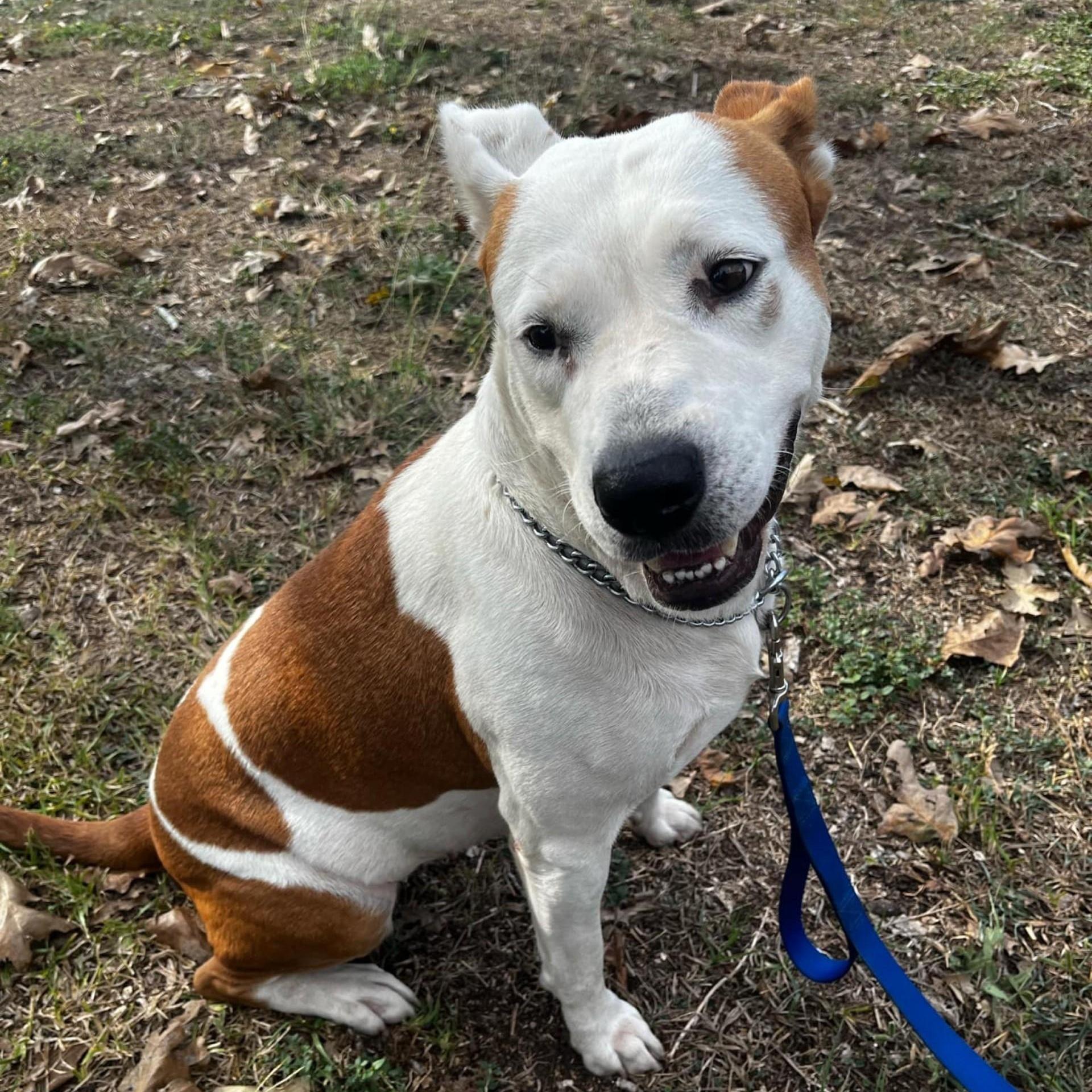 An adult large-sized female White / Cream Pit Bull Terrier dog named Lady Sadie Pc for adoption in Goliad, TX