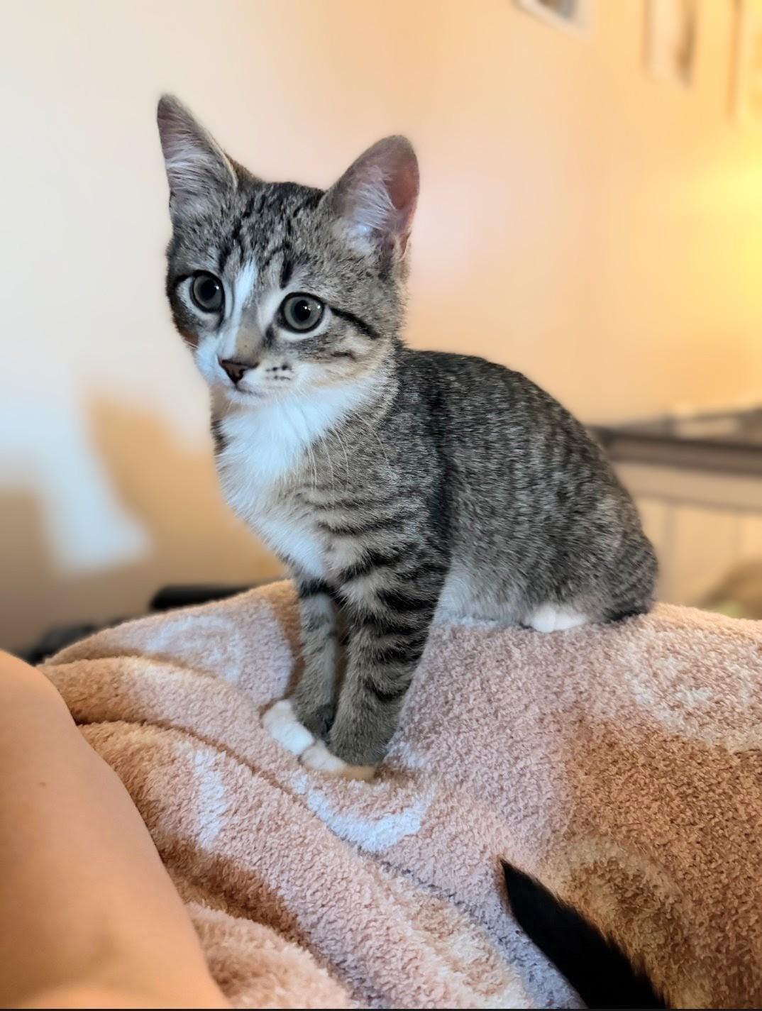 A baby medium-sized male Tabby (Brown / Chocolate) Tabby cat named Hopper & Eleven for adoption in Maryville, TN