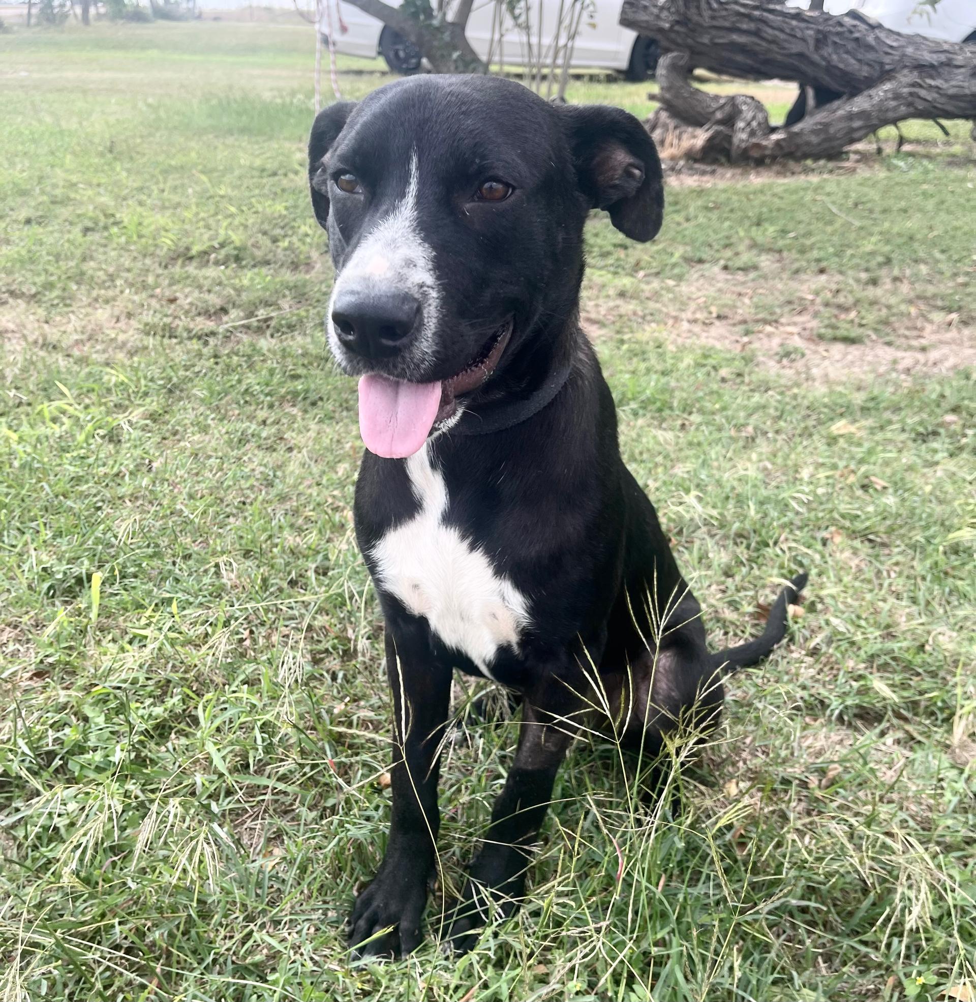 A young medium-sized male Labrador Retriever dog named Rocket for adoption in Harlingen, TX