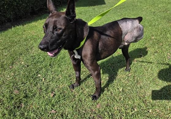 An adult large-sized male German Shepherd Dog dog named Brutus for adoption in Ontario, CA