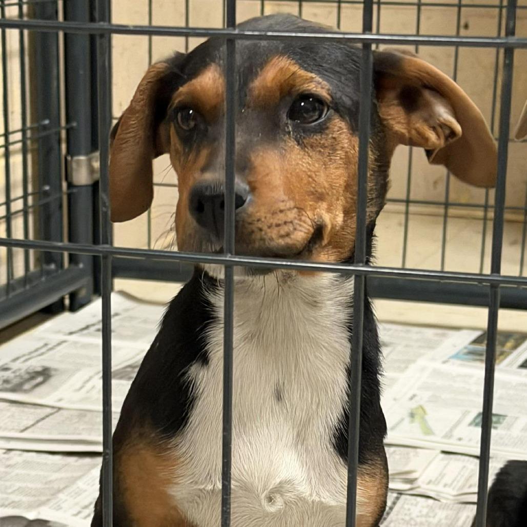 Cereal Puppy: Fruity Pebbles