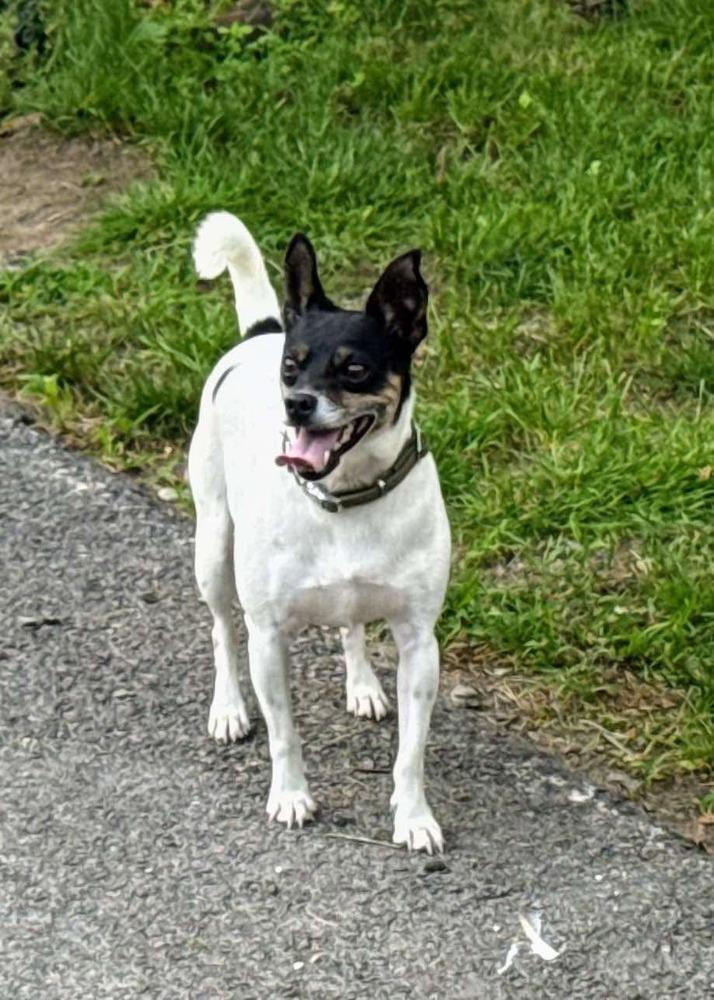 A young small-sized male Tricolor (Brown, Black, & White) Rat Terrier dog named Lucky for adoption in Middletown, CT