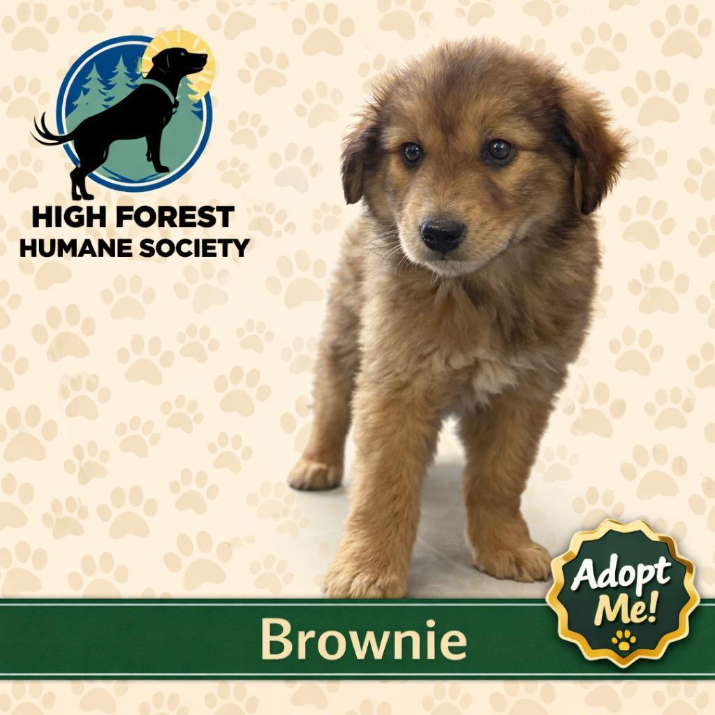 Brownie
