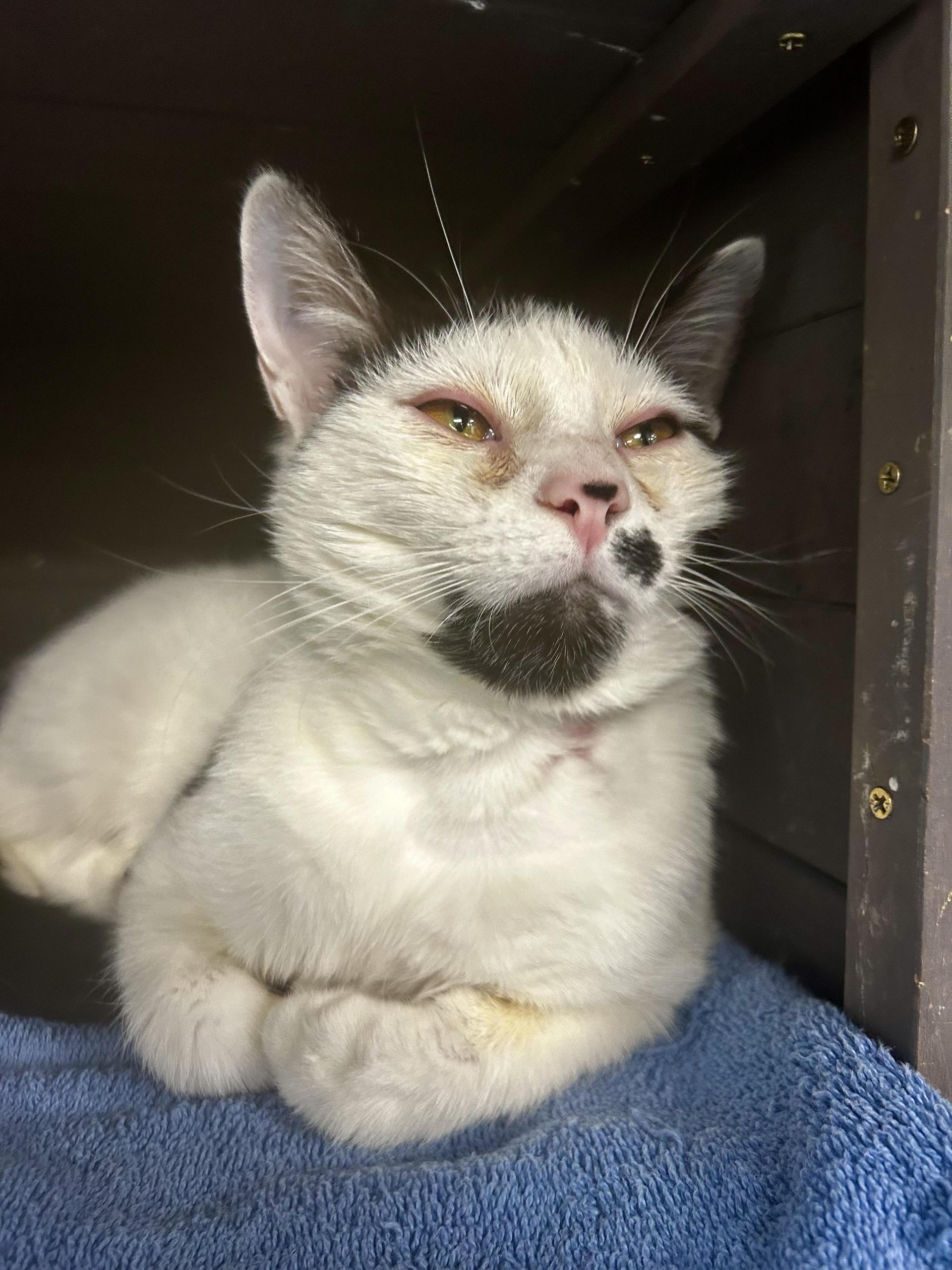 An adult medium-sized male Black Domestic Short Hair cat named Dickens for adoption in Grand Rapids, MI