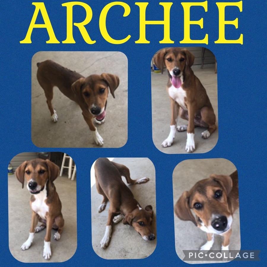 An adult medium-sized male Bicolor Boxer dog named Archee for adoption in Walker, LA