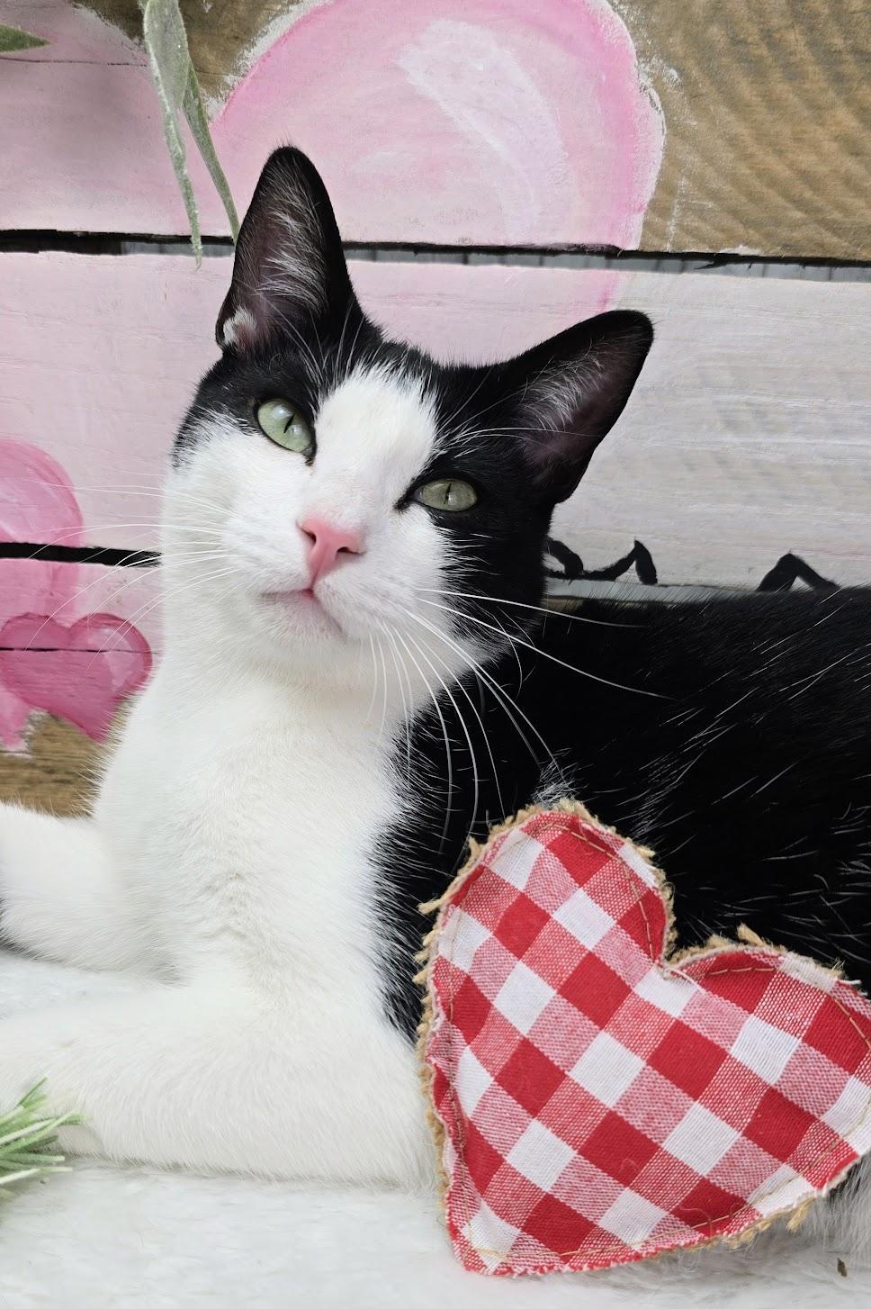 A baby small-sized male Black & White / Tuxedo Domestic Short Hair cat named Deveraux The Distinguished Gentleman for adoption in Ocean Springs, MS