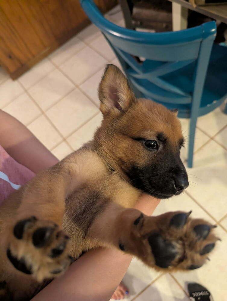 Stormy Skye Litter Kodiak