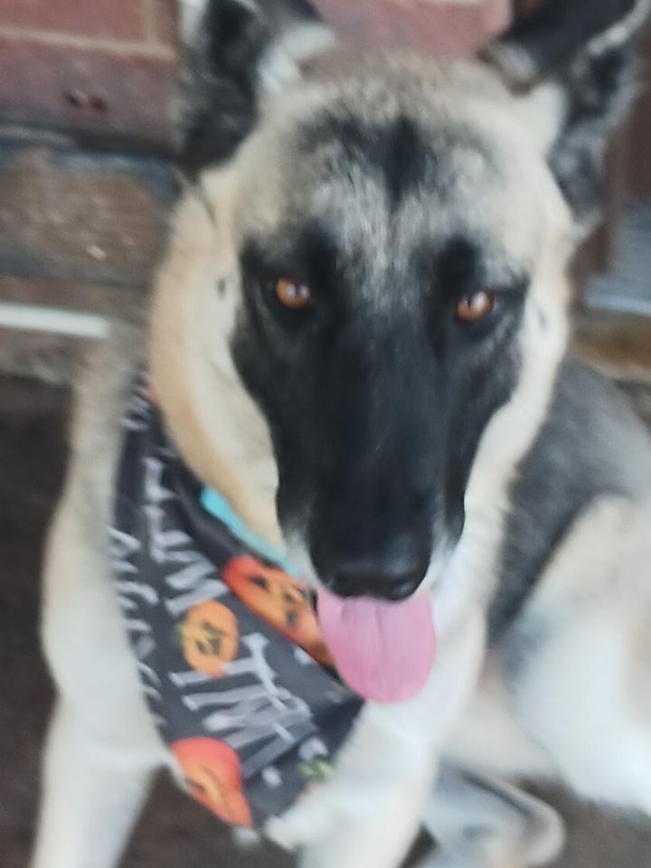 A young large-sized female Tricolor (Brown, Black, & White) German Shepherd Dog dog named Heidi for adoption in Greeneville , TN