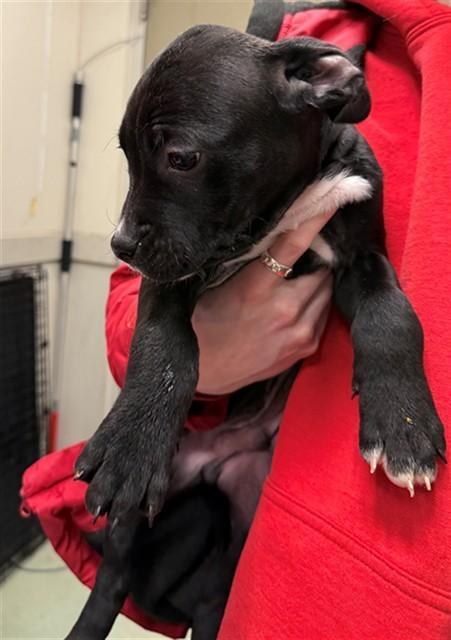 Honey Bunches Of Oats