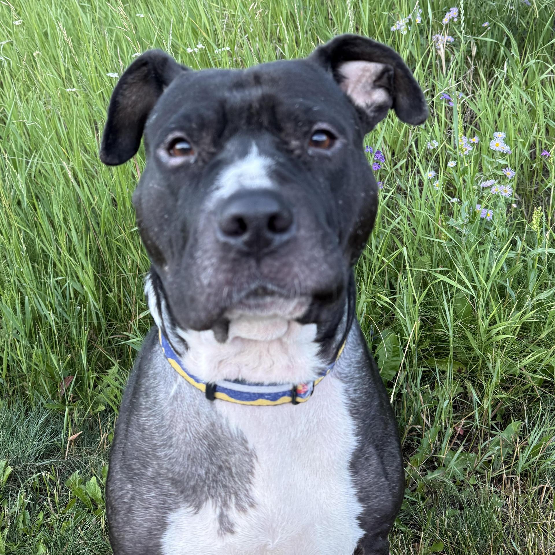 An adult medium-sized female Black American Staffordshire Terrier dog named Penelope for adoption in Brookeville, MD