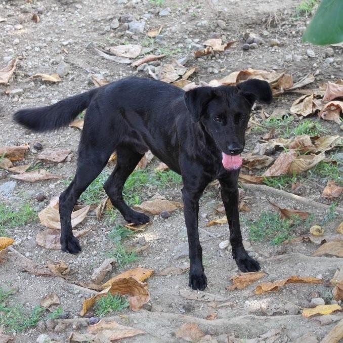An adult medium-sized male Black Labrador Retriever dog named Legend for adoption in Humacao, PR