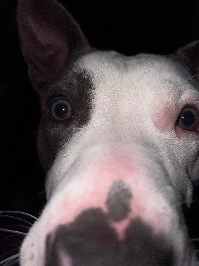 A young large-sized female Gray / Blue / Silver Pit Bull Terrier dog named Blue Diamond for adoption in Temple, TX