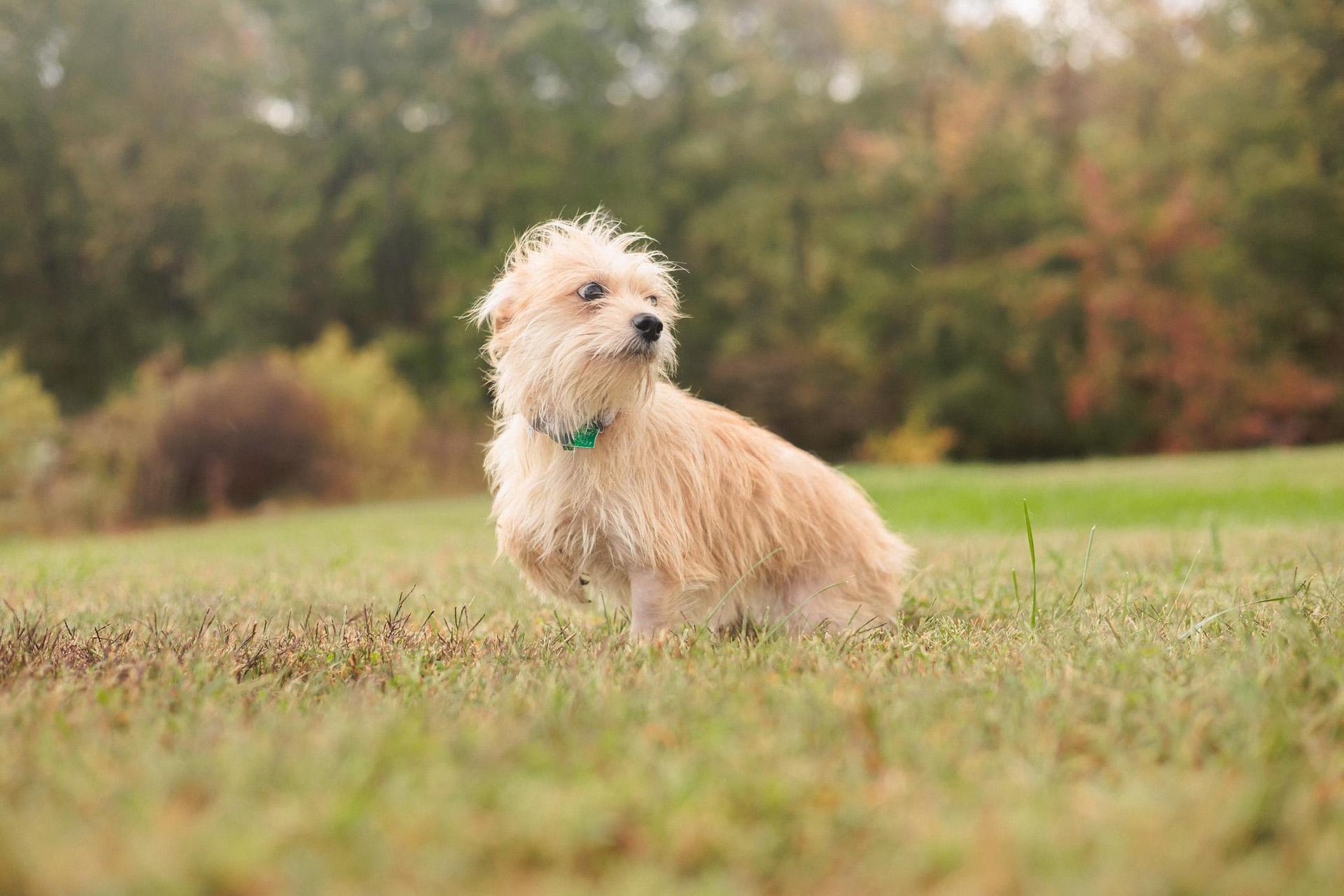 A young small-sized female Apricot / Beige Wirehaired Terrier dog named Ginger Transport for adoption in Gradyville, KY