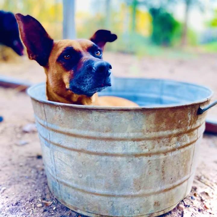 An adult medium-sized male Red / Chestnut / Orange Boxer dog named Rodeo Pc for adoption in Goliad, TX