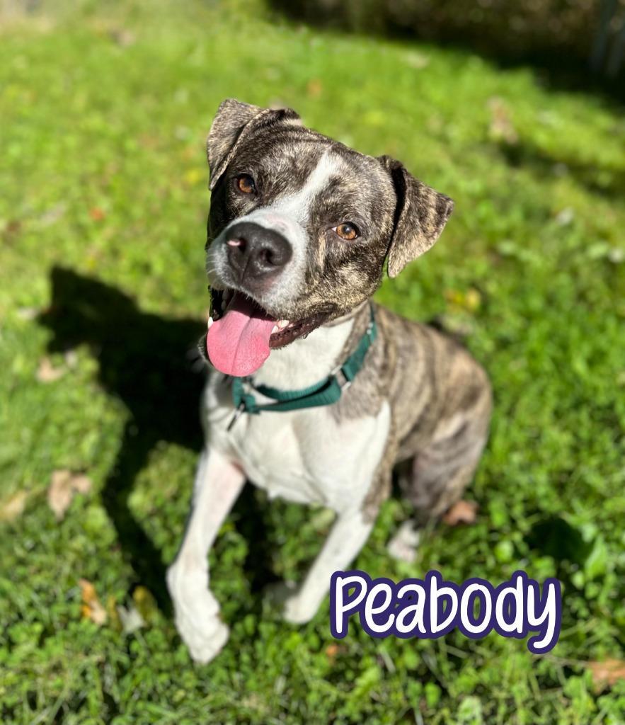 Peabody