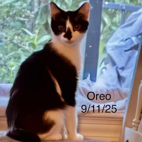 Oreo