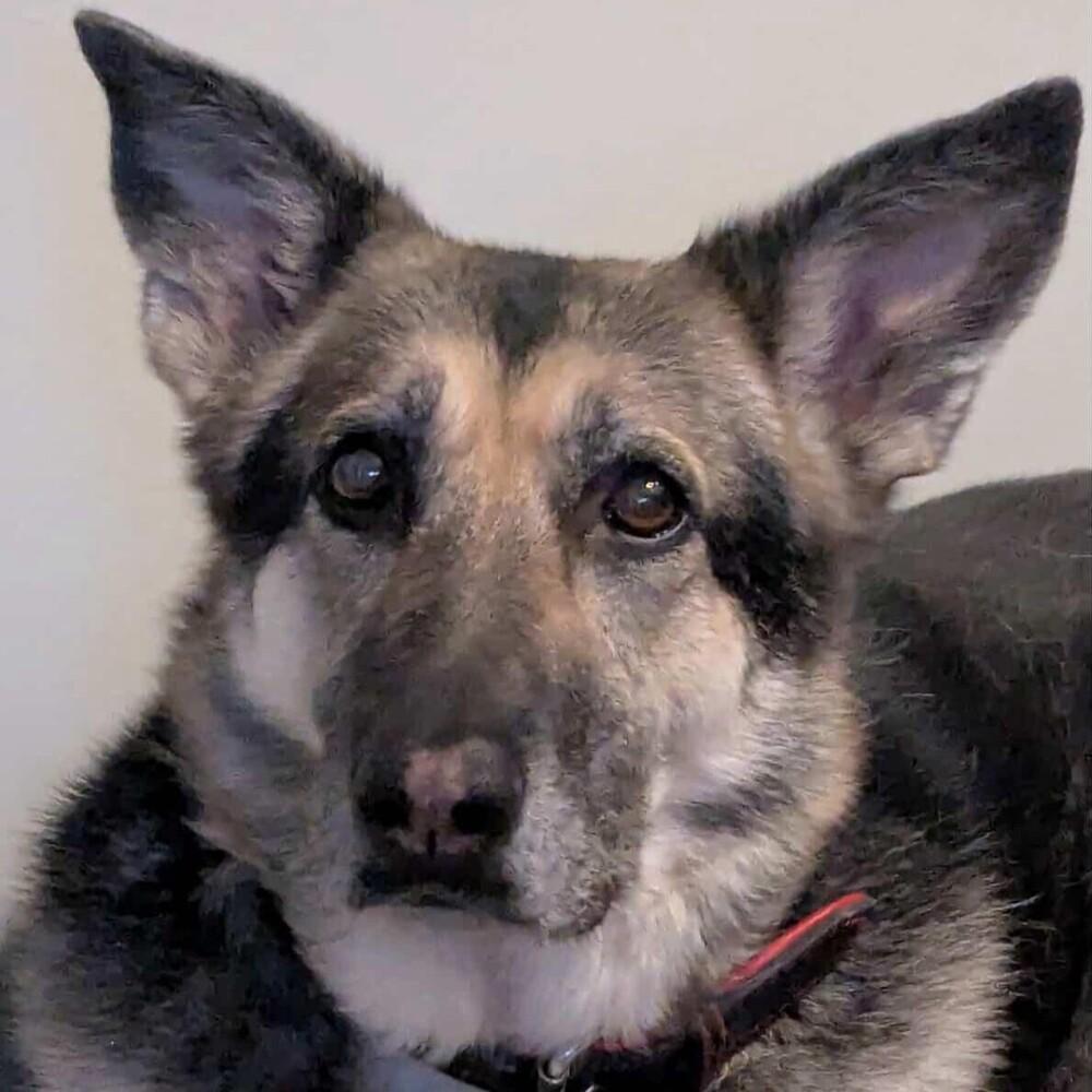 A senior large-sized female German Shepherd Dog dog named Nikki for adoption in Long Island City, NY