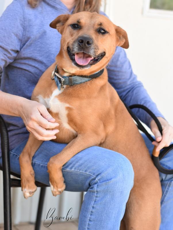 A young medium-sized female Yellow / Tan / Blond / Fawn Pit Bull Terrier dog named Bambi Ii for adoption in Conroe, TX