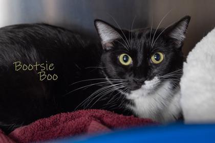 Bootsie Boo Bonded Lucy