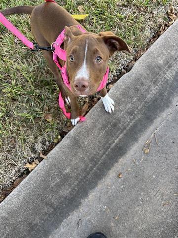A baby small-sized female Pit Bull Terrier dog named Chanel for adoption in Houston, TX
