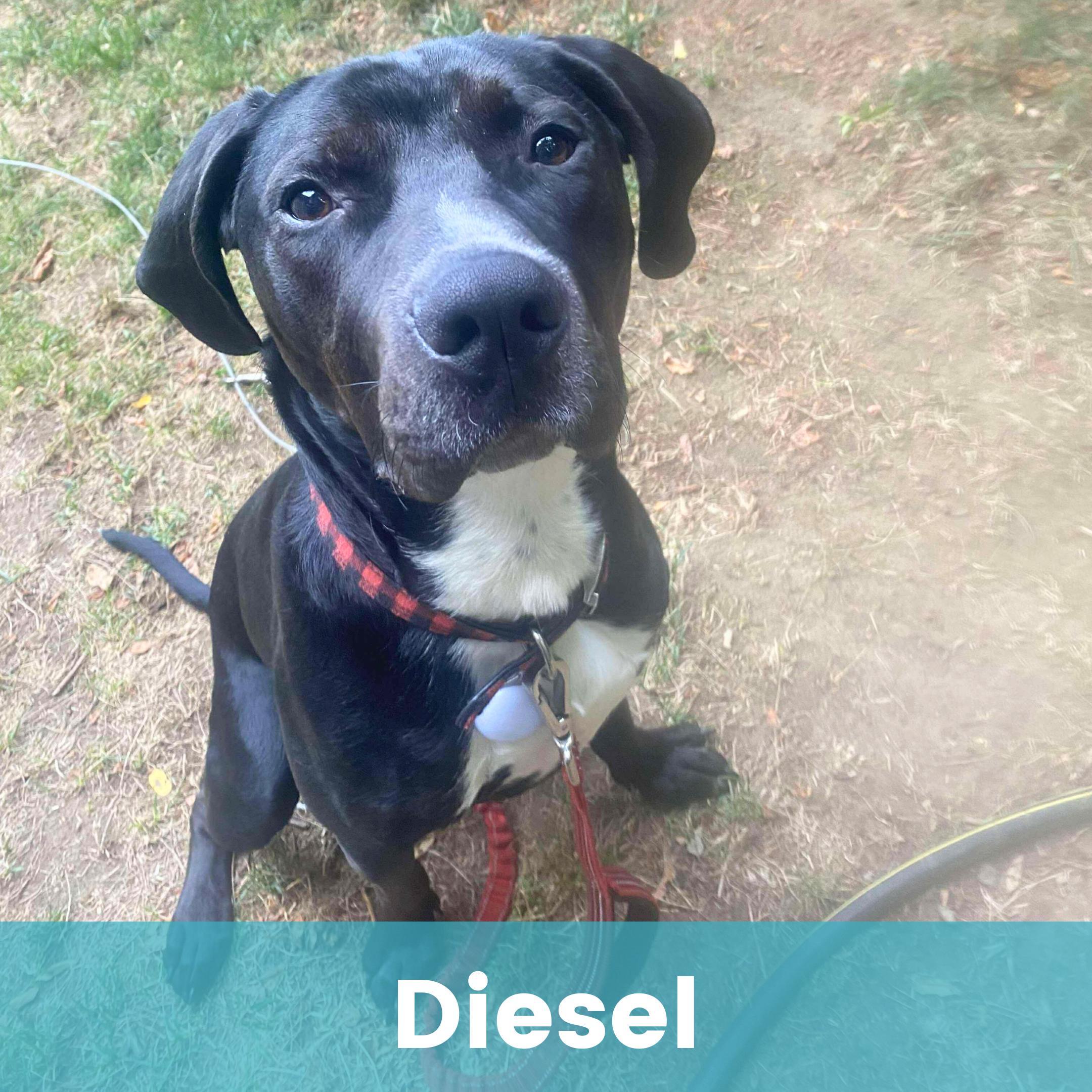 Diesel