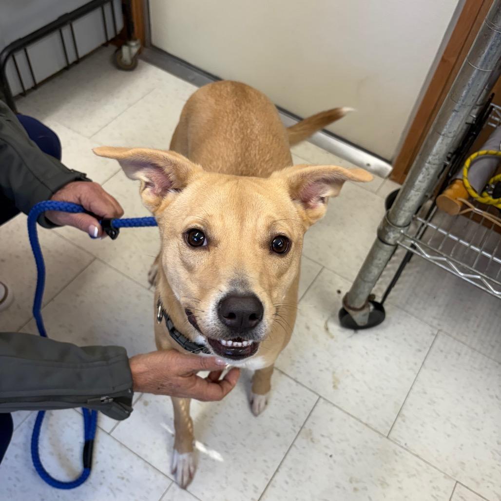 A young medium-sized female Yellow / Tan / Blond / Fawn Mixed Breed dog named Sandy for adoption in Columbiana, AL