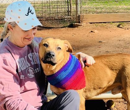 A young large-sized male Black Mouth Cur dog named Minecraft Steve $ for adoption in Seneca, SC