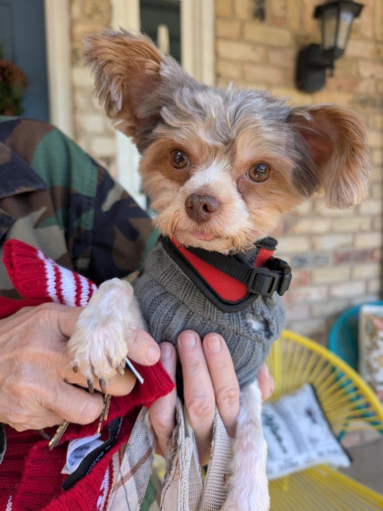 An adult small-sized male Poodle dog named Rowdy for adoption in Bryan, TX